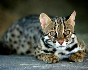 Illustration for article titled Caturday - Prionailurus bengalensis Edition